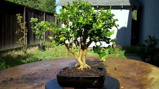 What are Boxwood Bonsai Trees amp Care Guide [upl. by Ellenrahs]