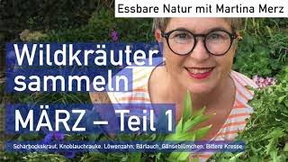 Essbare Wildkräuter sammeln im März Teil 1 [upl. by Janetta]