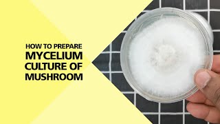 How to Prepare Mycelium Culture of Mushroom Part 24 [upl. by Notnil240]