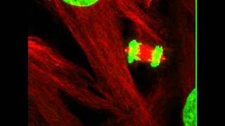 Normal Cell Division [upl. by Eniluap]