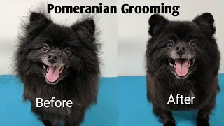 Pomeranian Grooming [upl. by Nagud]