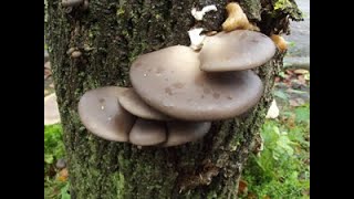 Grey Oyster Mushroom Pleurotus ostreatus Identification [upl. by Eednim]