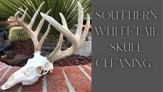 SOUTHERN WHITETAIL SKULL CLEANING quotHOW TOquot [upl. by Jarrell544]