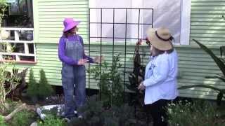 How to Espalier Citrus Trees [upl. by Lekcar732]