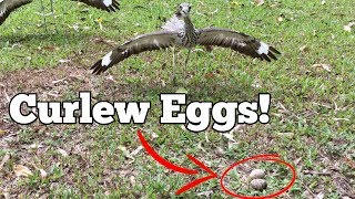 Hysterical Hissing Curlews [upl. by Asiek]