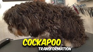 Cockapoo GROOMING Transformation [upl. by Ecille468]