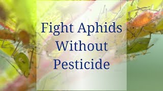 Control Aphids without Pesticide [upl. by Eedahs]