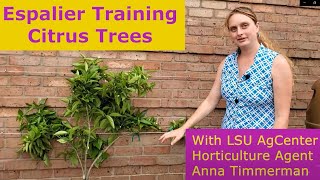 Espalier Training Citrus Trees [upl. by Delsman]