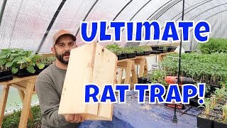 No More Rats Easy Homemade Rat Trap [upl. by Dixil]