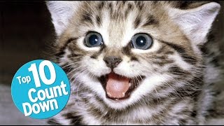 Top 10 Domesticated Cat Breeds [upl. by Kuehn67]