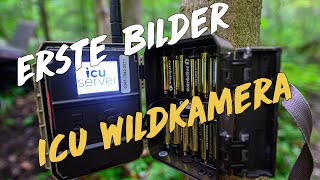 Wildkamera Kontrolle  erste Bilder [upl. by Aneret191]