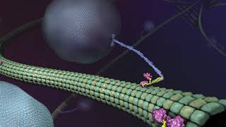 What is Kinesin Ron Vale Explains [upl. by Panta]