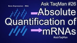 Absolute Quantification of mRNAs  Ask TaqMan 26 [upl. by Akvir]