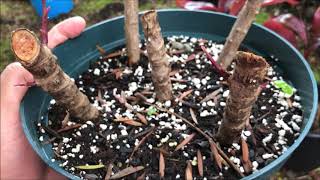 Growing RED TI LEAF Plant  Cordyline Fruticosa [upl. by Anitsuga31]