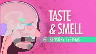 Taste amp Smell Crash Course Anatomy amp Physiology 16 [upl. by Ecinad884]