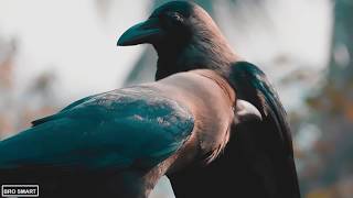 Nikon Coolpix B500 VIDEO TEST  Bird Videography  Super ZOOM FULL HD [upl. by Regnig]