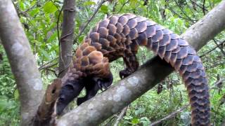 World Pangolin Day 2017 Educational documentary [upl. by Letram]