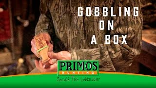 Learn How to Gobble on a Box Call [upl. by Hortense848]