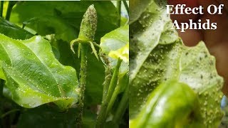 Aphids Infestation On Hibiscus and Their Control [upl. by Hoehne]