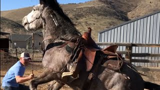 Wild Mustang From Bidding To 1st Ride  Challis Idaho BLM Horse Herd [upl. by Estella920]