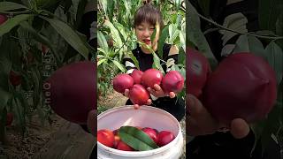 Rare Japanese Fruits amp Vegetables You Must See shorts plants farming [upl. by Faletti]