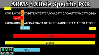 Allele Specific PCR  ARMS PCR [upl. by Fronnia]