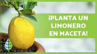 CUIDADOS de un LIMONERO en MACETA 🍋🌳 ¡Riego sustrato poda y más [upl. by Murdock838]