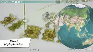 What is Algae  Definition Characteristics amp Examples [upl. by Revlys]