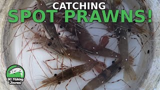 Learning How to Catch Spot Prawns  Catch Clean Cook [upl. by Amlev457]