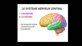 cours de anatomie le système nerveux [upl. by Audi558]