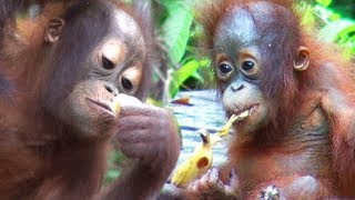 Amazing ORANGUTAN TOUR Borneo [upl. by Seaden841]