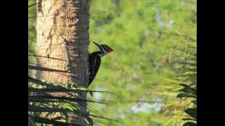 Sound of a Pileated Woodpecker [upl. by Eseilenna]