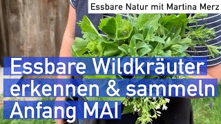 Essbare Wildkräuter selber erkennen und sammeln Anfang Mai [upl. by Everest872]