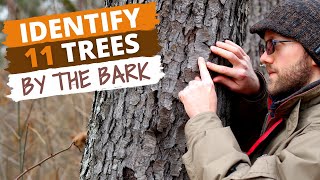 Identify 11 Trees By the Bark Easy Tips [upl. by Ettedanreb]