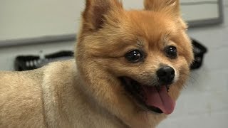 Grooming Guide  Pomeranian PetClipped Trim  Pro Groomer [upl. by Nette525]