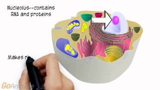 Cell Organelles for Anatomy and Physiology [upl. by Laurie992]