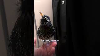 This starlings mimicry is incredible 🤯 [upl. by Hajar]