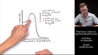 How Do Enzymes Work Activation Energy [upl. by Bekki184]