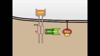 The MAP Kinase MAPK signalling pathway [upl. by Gervais]