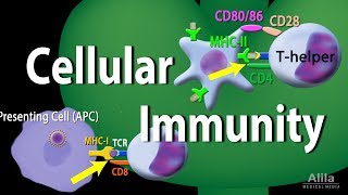 Type I Hypersensitivity Reactions PART 2  Mechanism explained FLImmuno84 [upl. by Nahij]