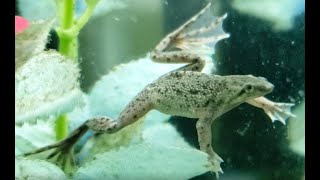 Introduction to African Dwarf Frogs Episode 1 [upl. by Notyalc578]