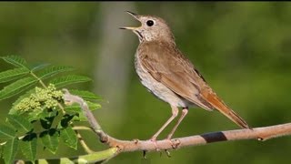 Hermit Thrush Singing [upl. by Telocin]