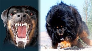 THE Most DANGEROUS DOGS In The World [upl. by End]