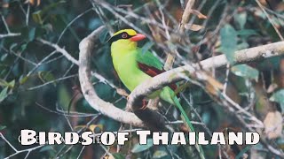 Birds of Thailand with sounds 4K [upl. by Orwin115]