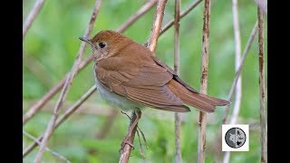 Chant de la grive fauveSong of the Veery [upl. by Janiuszck]