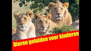 Dieren geluiden voor kinderen  Dutch  Abrillian Channel [upl. by Macomber971]