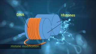 Histone Modification [upl. by Gabbey]