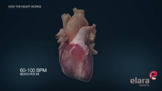 Heart in 3D Animation How the Heart Works [upl. by Kirsch]