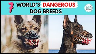 Top 7 Dangerous Dog Breeds that are Banned around the World  Monkoodog [upl. by Anicart2]