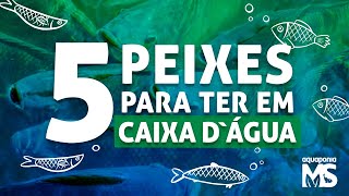 5 peixes para criar em caixa dágua  aquaponia [upl. by Lemaceon]